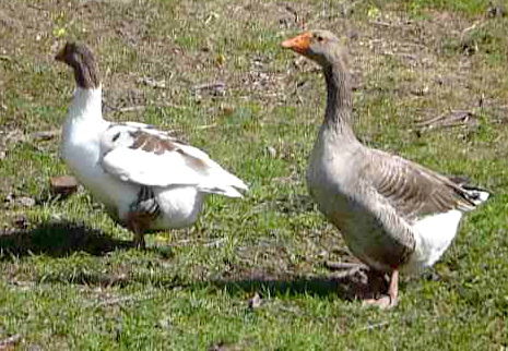 geese.png