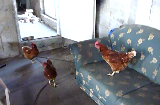 house-chickens.png